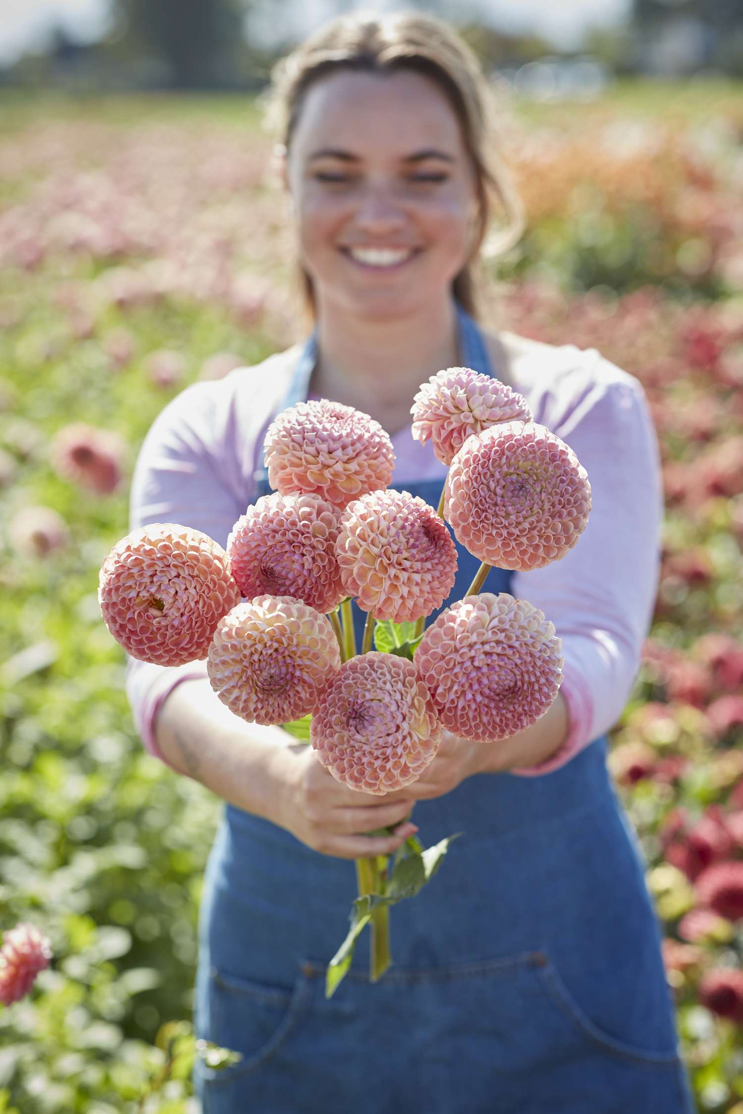 Dahlie ‘Ghislaine’ - Dahlia